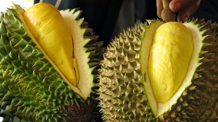 UB Kembangkan 5 Jenis Durian Baru, Salah Satunya Durian Cikrak