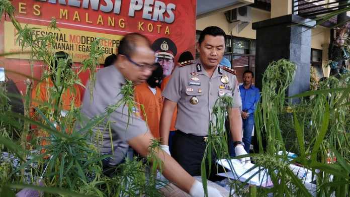 Polisi bersama ganja yang disita. (deny rahmawan)
