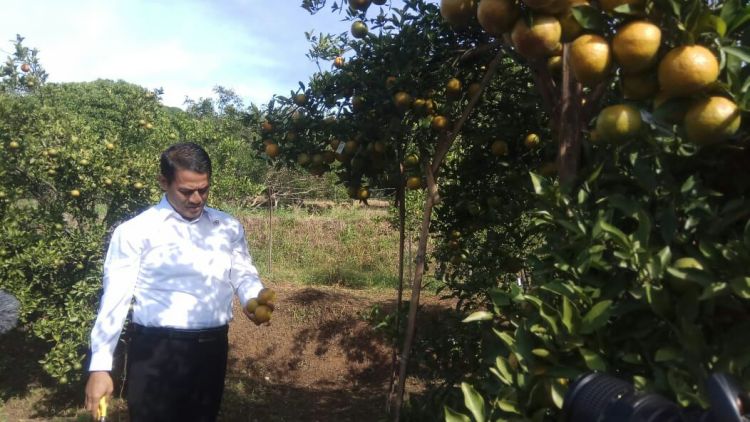 Menteri Pertanian Minta Balitjestro Distribusi Sejuta Bibit Jeruk Gratis