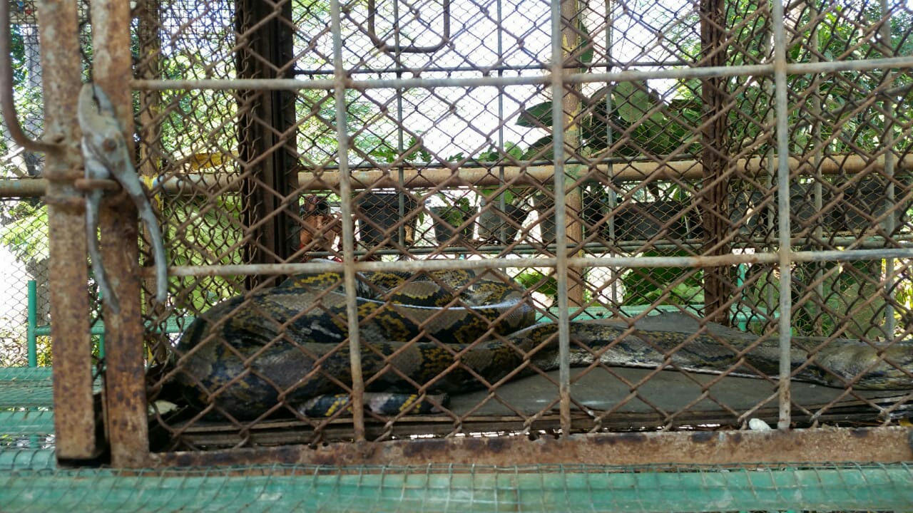 Seekor Sanca Membusuk di Taman Rekreasi Kota Malang