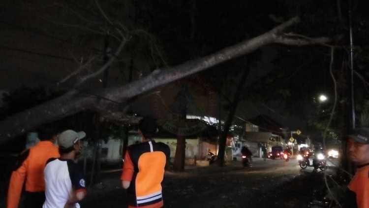 Pohon tumbang di Jalan Mayjen Sungkono, Buring, Kedung Kandang, Kota Malang. (BPBD Kota Malang)