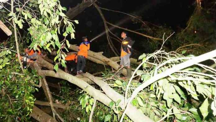 Tim TRC BPBD Kota Batu menangani pohon tumbang di Singgoriti Kota Batu, Sabtu malam (2/6). (BPBD Kota Batu)