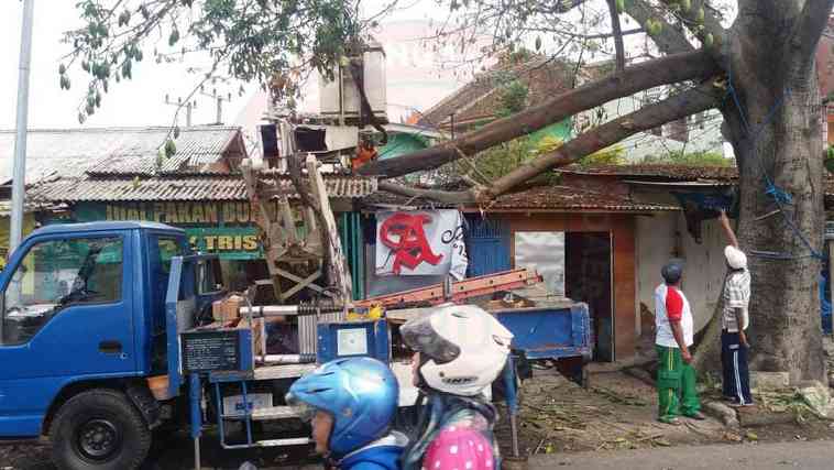 Intensitas Hujan Mulai Tinggi, Sejumlah Pohon di Kota Malang Tumbang