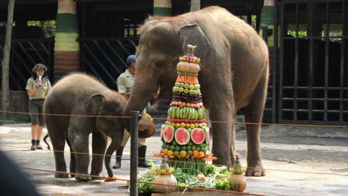 Gajah Sumatera merayakan ulang tahun usia pertamanya di Batu Secret Zoo Jatim Park 2, Sabtu (7/7). (Aziz Ramadani/MVoice)
