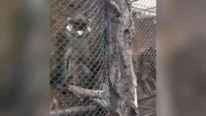 Video pengunjung Jatim Park 2 hembuskan asap Vape ke hewan Batu Secret Zoo. (istimewa)