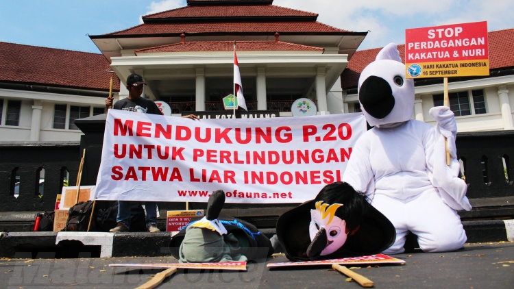 Profauna: Lutung yang Dijual Mayoritas dari Jawa Timur