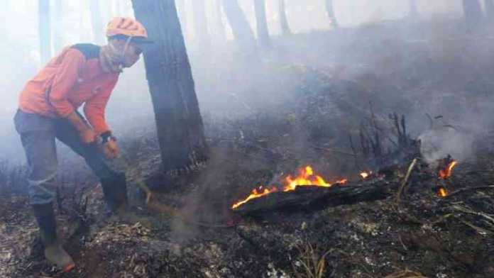 Personel TRC BPBD Kota Batu memadamkan api yang membakar hutan di lereng Gunung Panderman, Minggu (9/9). (BPBD Kota Batu)