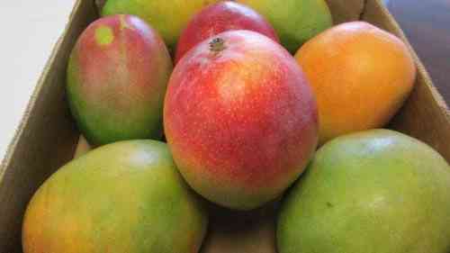 Efek samping buah mangga