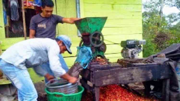 Ilustrasi aktivitas petani di kebun kopi Desa Baturetno Kecamatan Dampit. (istimewa)