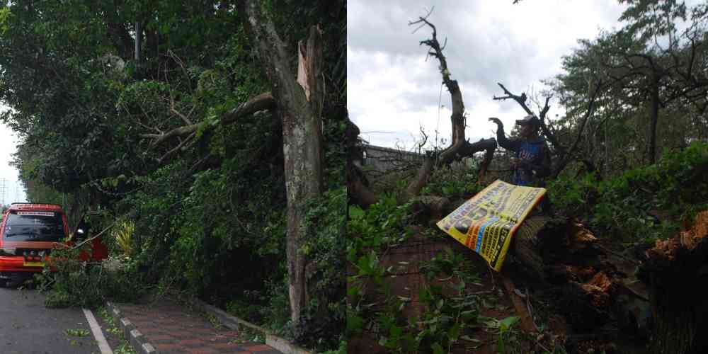 Angin Kencang Serang Kota Batu, 61 Pohon Tumbang