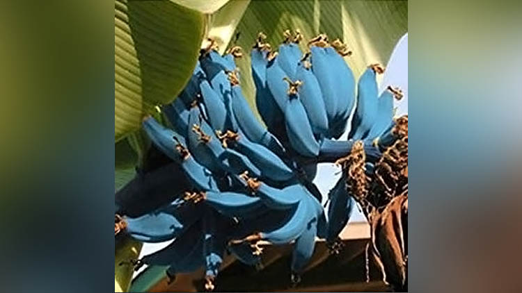 Ini Dia “Blue Java Banana”, Pisang Unik Rasa Es Krim