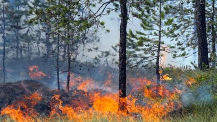 Jelang Puncak Kemarau, Kawasan Potensi Terjadi Kebakaran Hutan