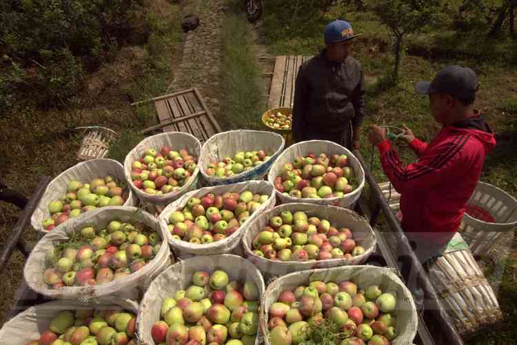 Kebun apel di Tulungrejo, Kota Batu