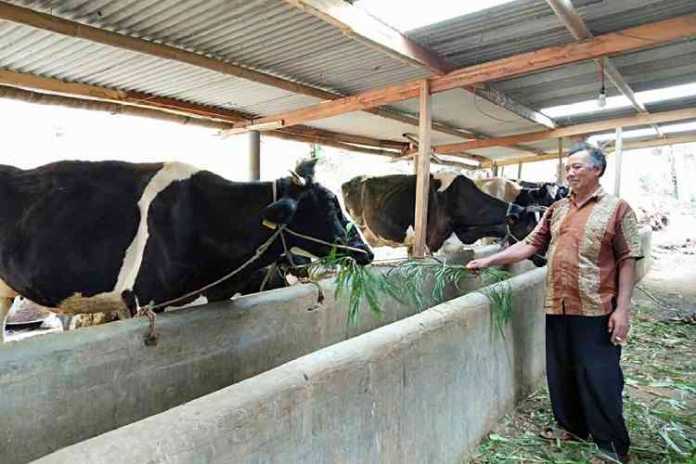 Peternak sapi perah di Dusun Brau, Kota Batu (Foto: Ayun/MVoice)