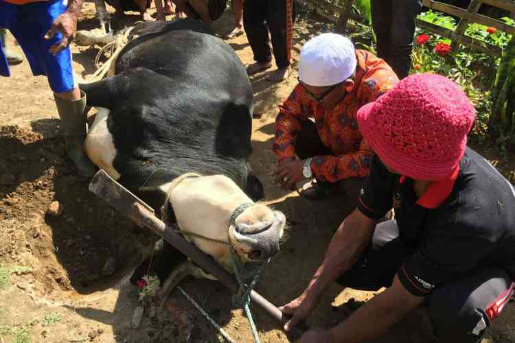 Warga Dusun Brau, Kota Batu saat melakukan prosesi ritual penyembelihan hewan kurban, Minggu (Ayun/MVoice)