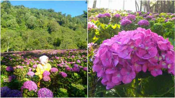 Pengunjung saat asik berswafoto di hamparan bunga Hortensia, Kecamatan Bumiaji, Kota Batu.