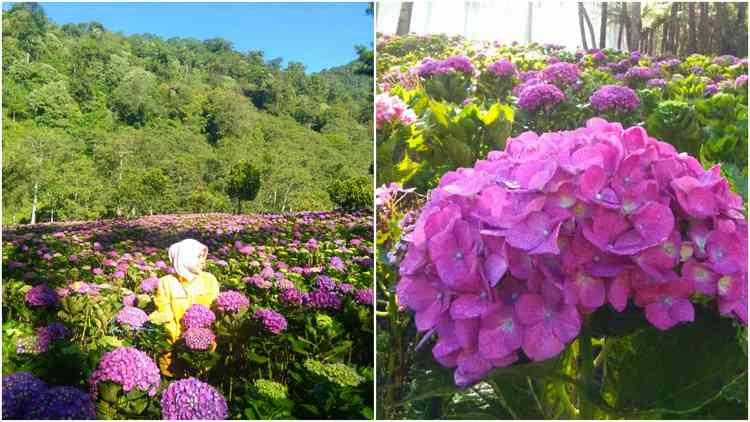 Pengunjung saat asik berswafoto di hamparan bunga Hortensia, Kecamatan Bumiaji, Kota Batu.