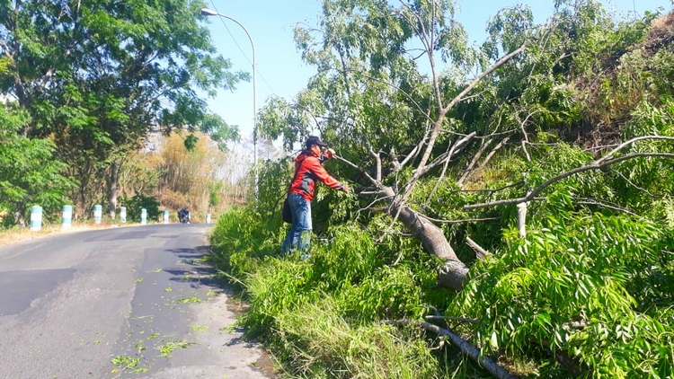 Memasuki Musim Hujan, Warga Diimbau Waspadai Pohon Tumbang