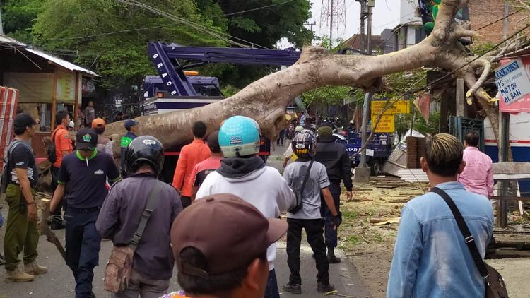 Pohon tumbang di Mulyorejo Kota Malang. (Istimewa)