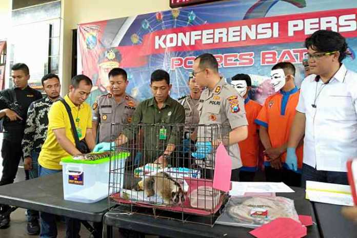 Kapolres Batu, AKBP Harviadhi Agung Prathama saat menyerahkan Kukang Jawa satwa dilindungi ke BKSDA, Jumat (21/2) (Foto: Ayun/MVoice)