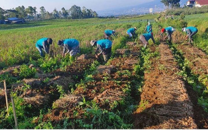 Petani Tulungrejo Butuh Pasar untuk Penjualan Bawang Putih Kualitas Lokal