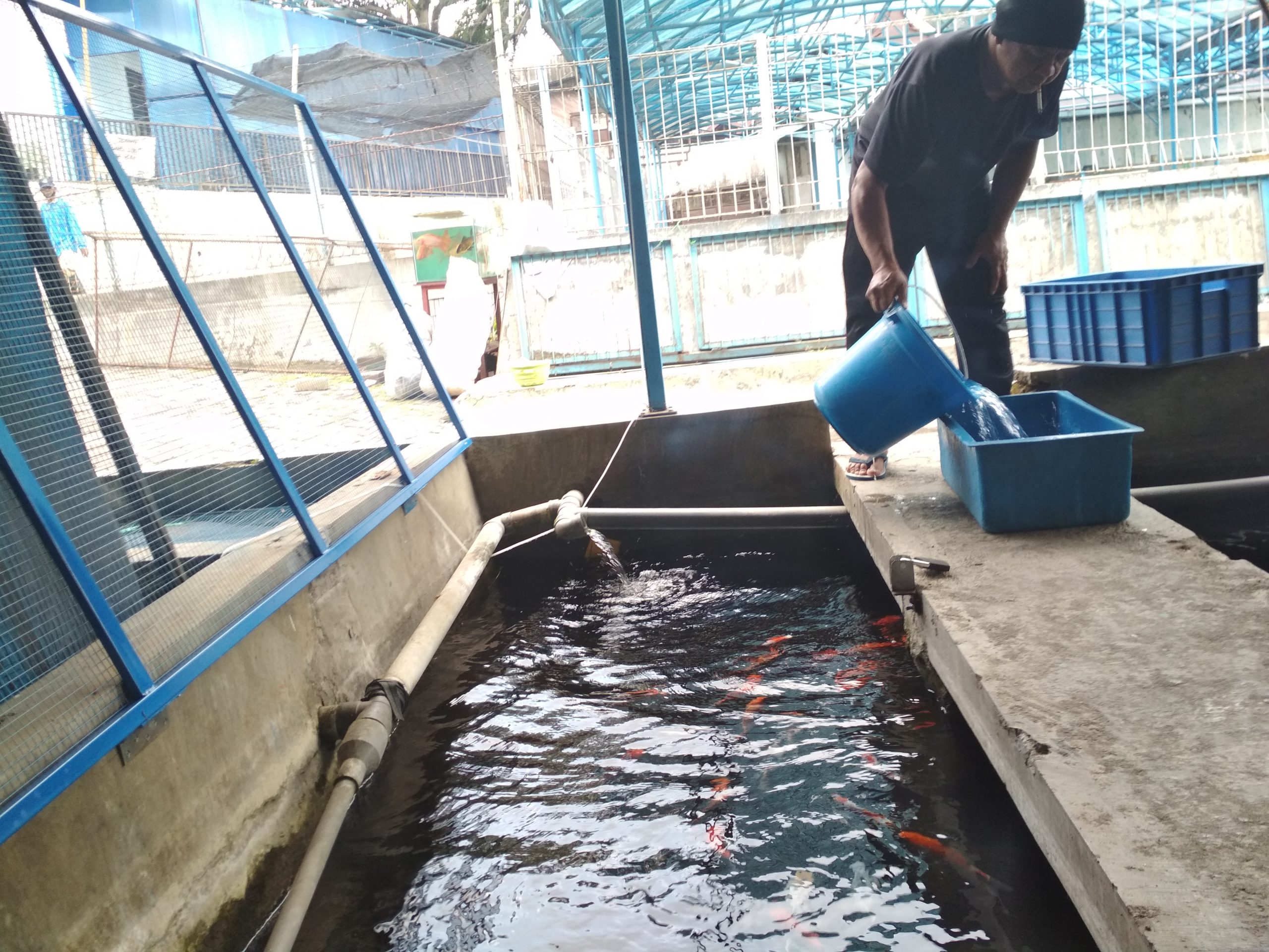 Pedagang Ikan Koi Kota Batu Masih Murung Karena Sepi Pembeli