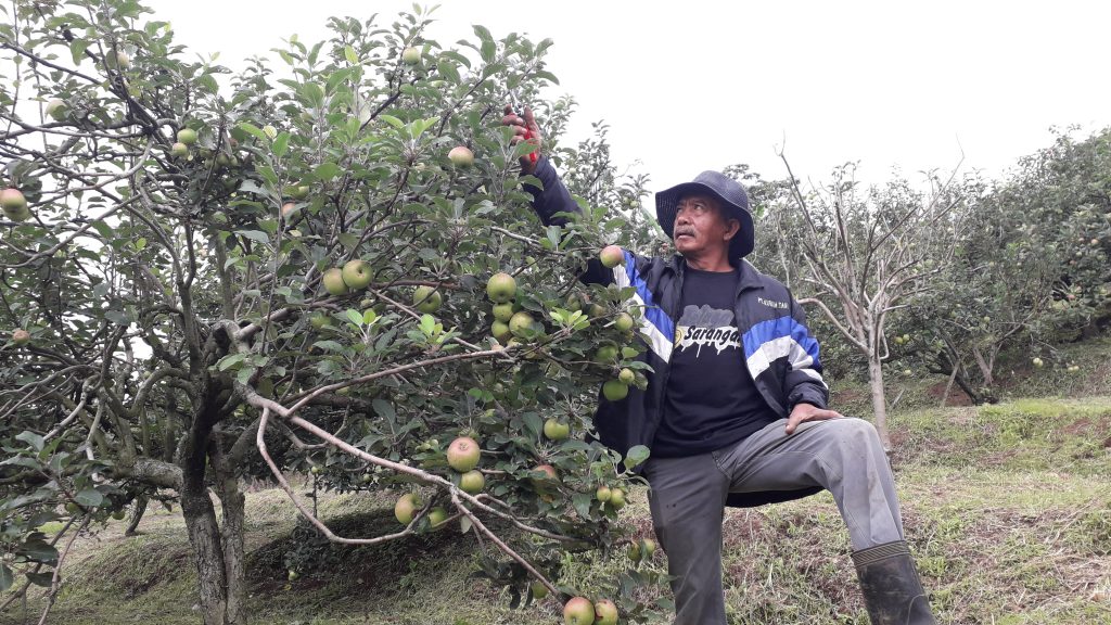 Nihil Penghasilan, Petani Apel Kota Batu Terlilit Utang Hingga Rp2,3 ...