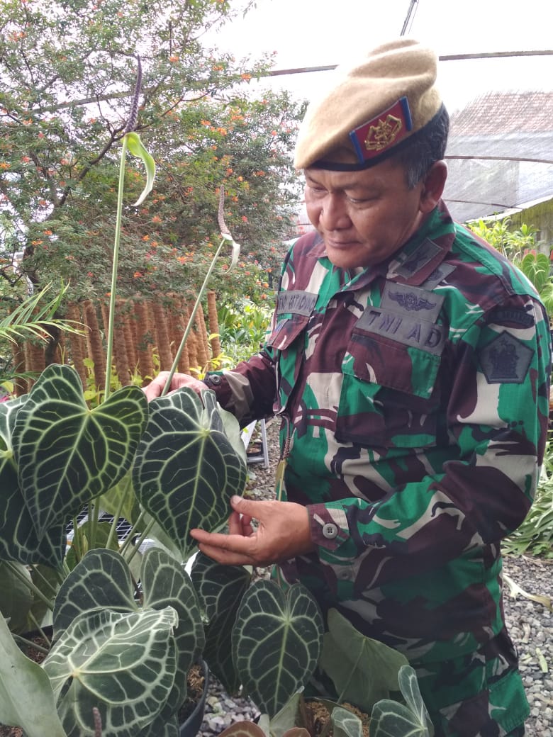 Penjualan dari Kebun Tanaman Hias Anggota TNI Raih Pasar Mancanegara
