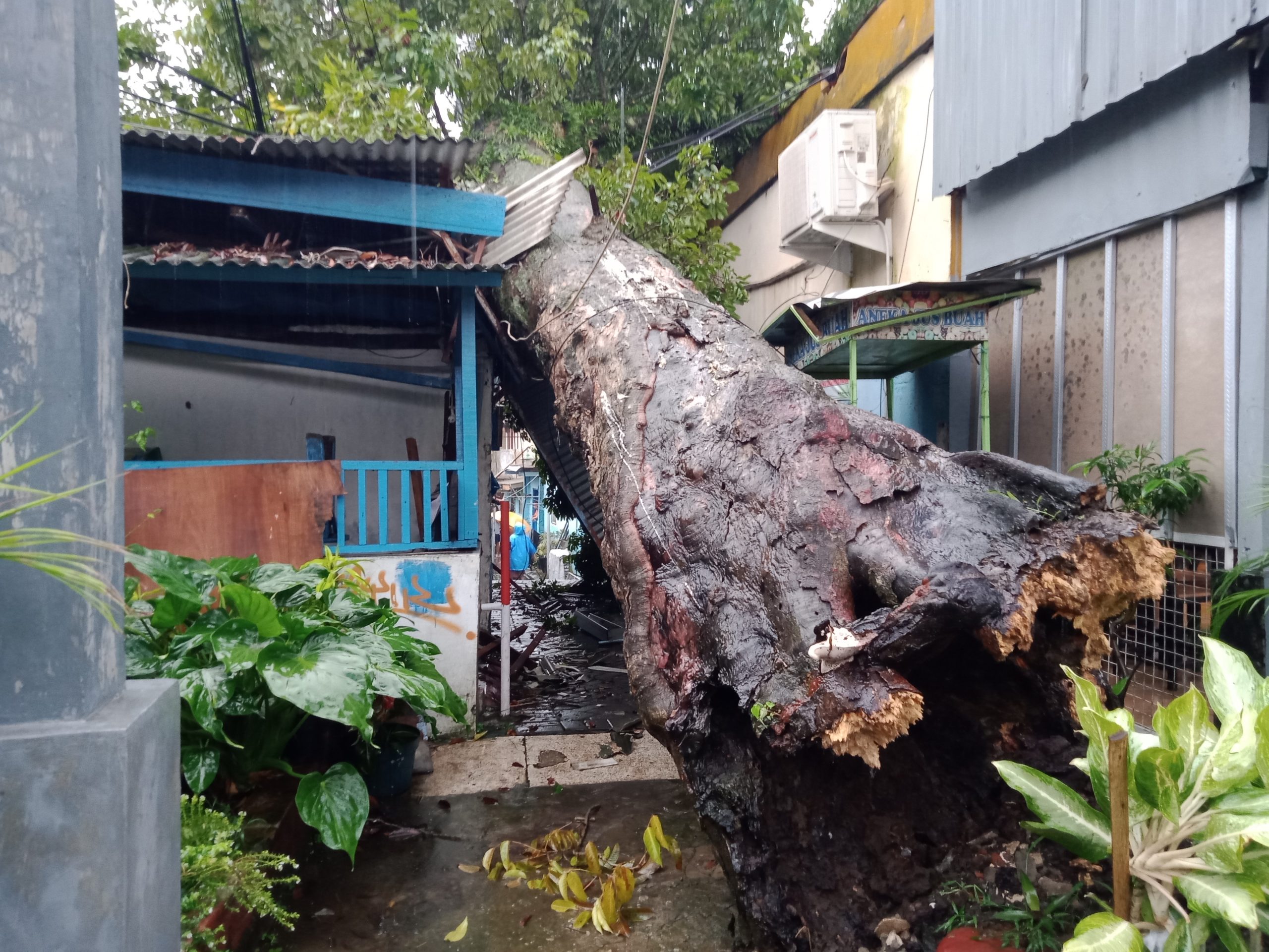 Pohon 13 Meter Tumbang Timpa Rumah di MH Tamrin