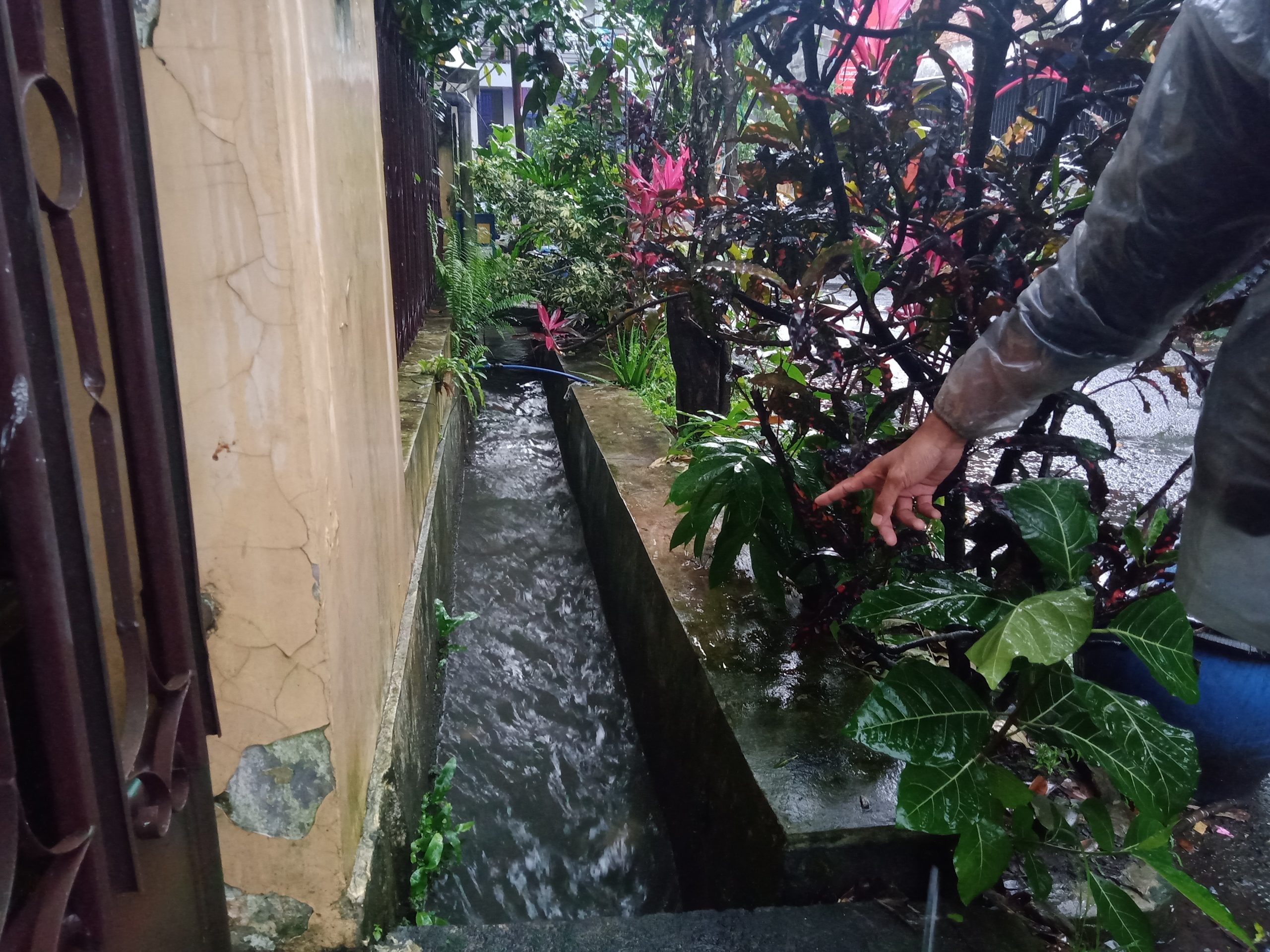 Heboh Diduga Buaya Berkeliaran di Selokan, Petugas Damkar Turun Tangan