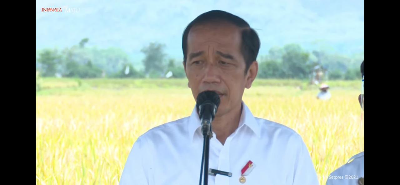 Pantau Langsung Panen Raya di Kabupaten Malang, Presiden Jokowi Pastikan Tidak Akan Impor Beras