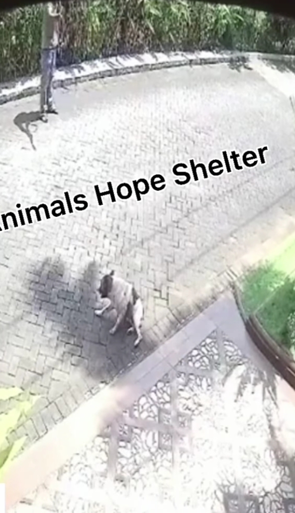 Viral Anjing Ditembak Terekam CCTV, Polisi Lakukan Penyelidikan