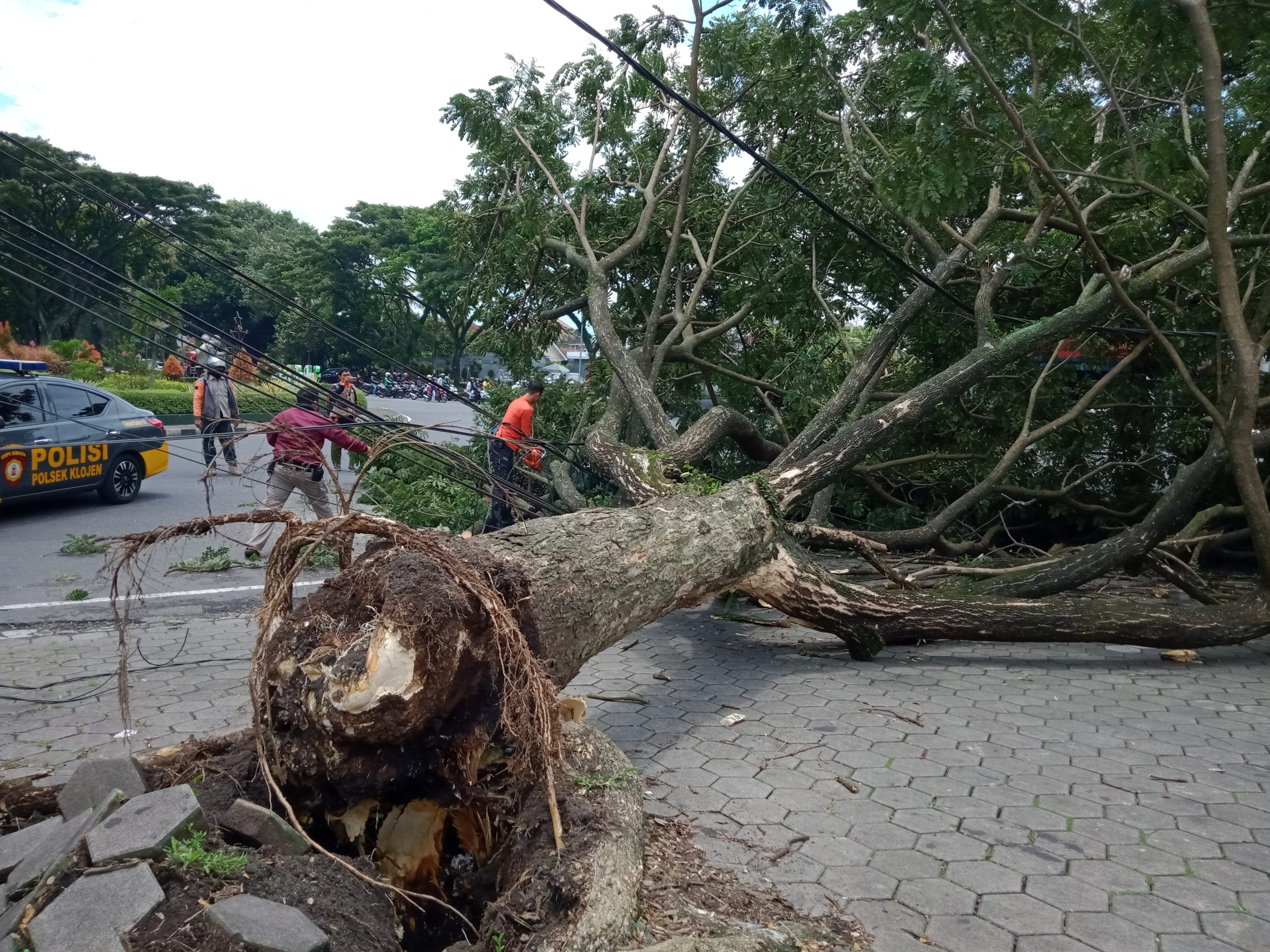 BMKG: Angin Kencang di Kota Malang Akan Berlangsung Hingga Tiga Hari Mendatang