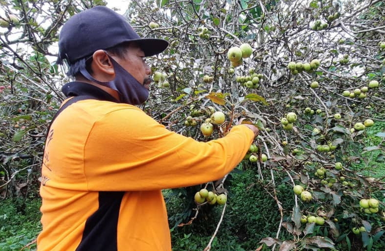 Lahan Pertanian Rusak, Petani Apel Kota Batu Inginkan Bantuan Pupuk Organik