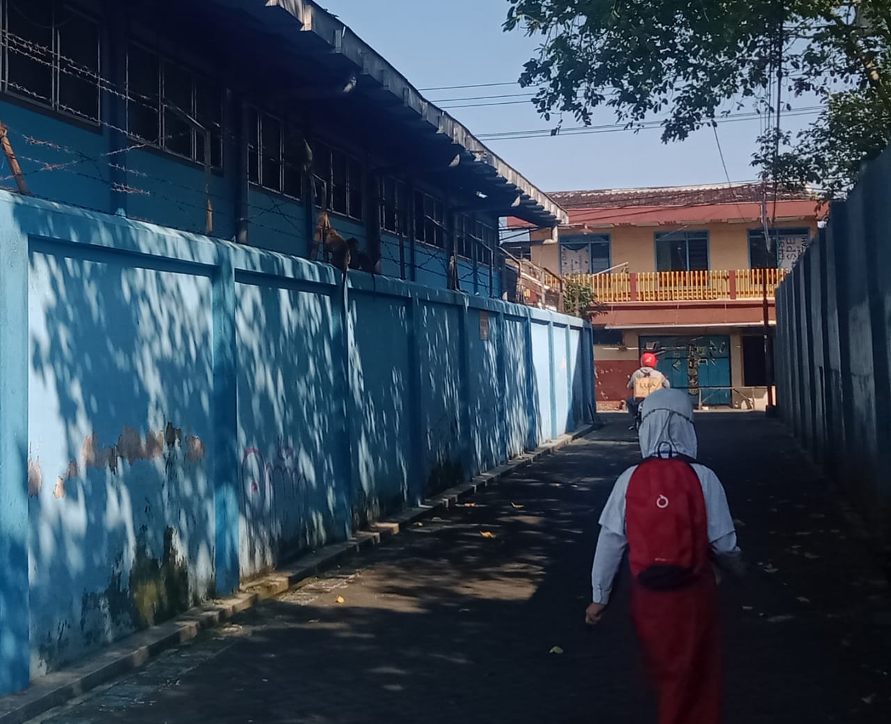 Ratusan Monyet Pemandian Wendit Setiap Hari Satroni Rumah Warga Mangliawan Kabupaten Malang