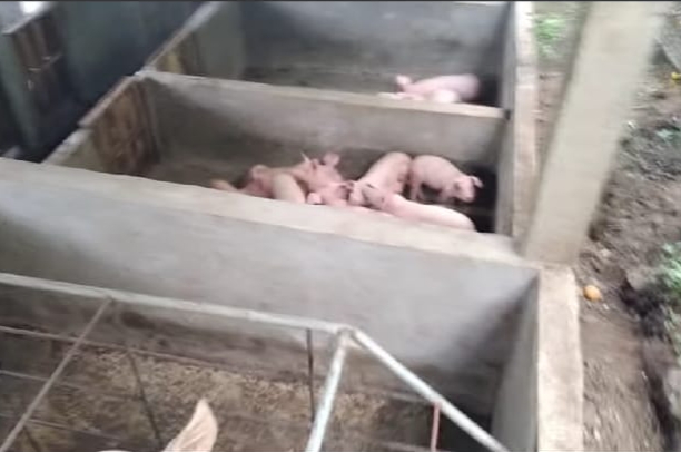 Masyarakat Bumiaji Khawatir Peternakan Babi Cemari Sumber Air