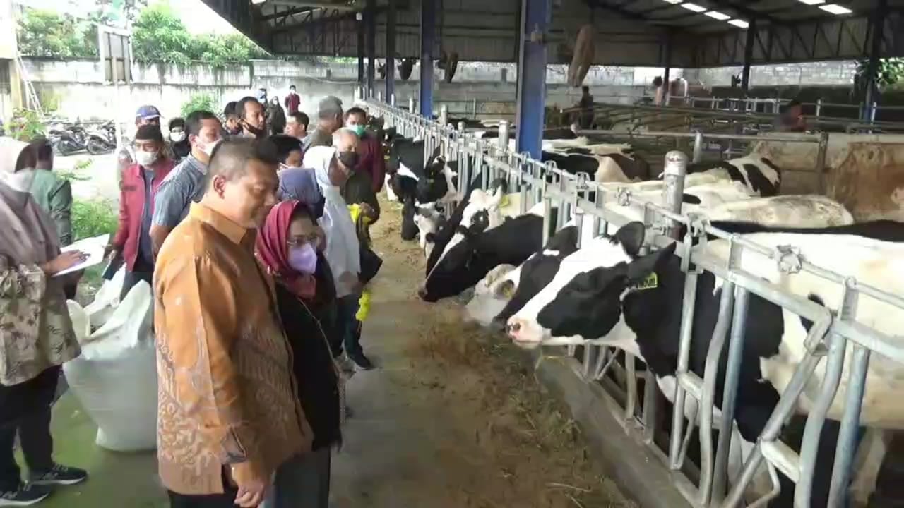 300 Vaksin PMK Diprioritaskan untuk Ternak Sehat di Kecamatan Pujon