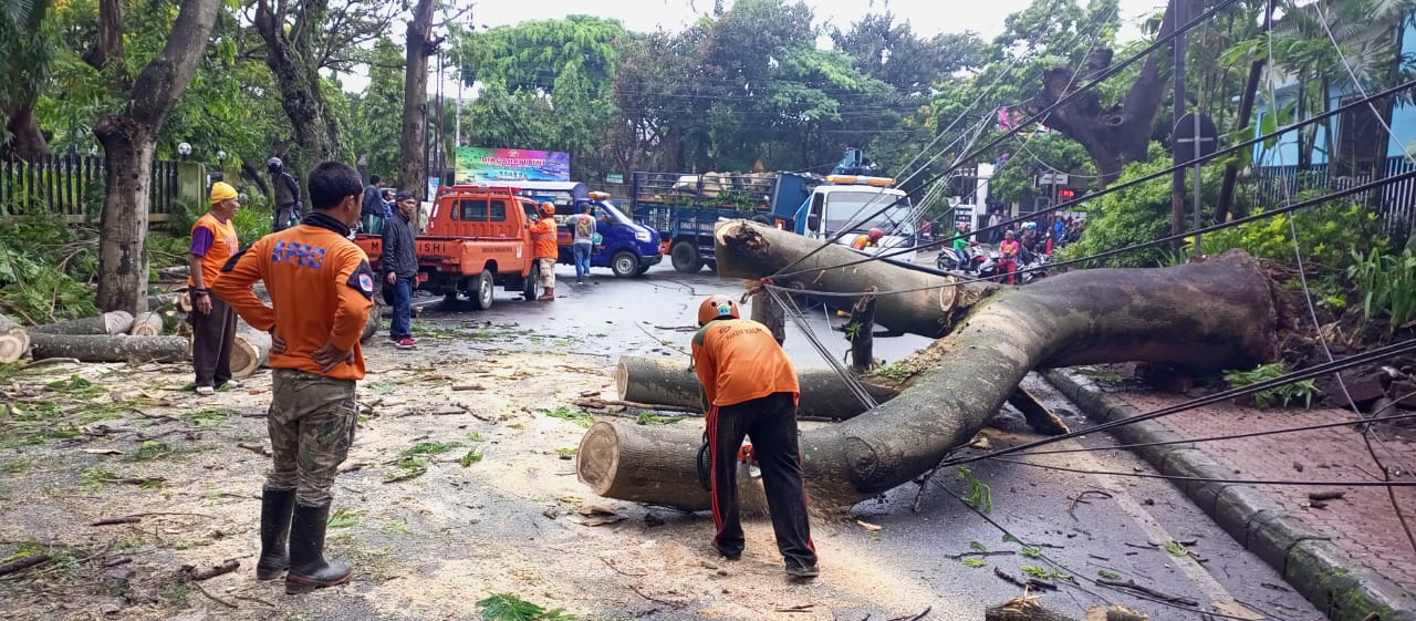 Pohon 25 Meter Tumbang di Jalan Sulawesi