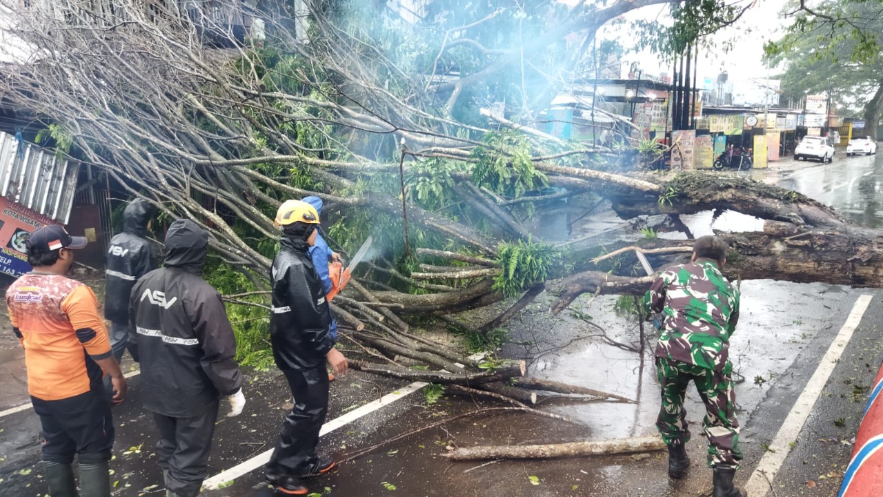 Diguyur Hujan Deras, Pohon Setinggi 20 Meter Tumbang
