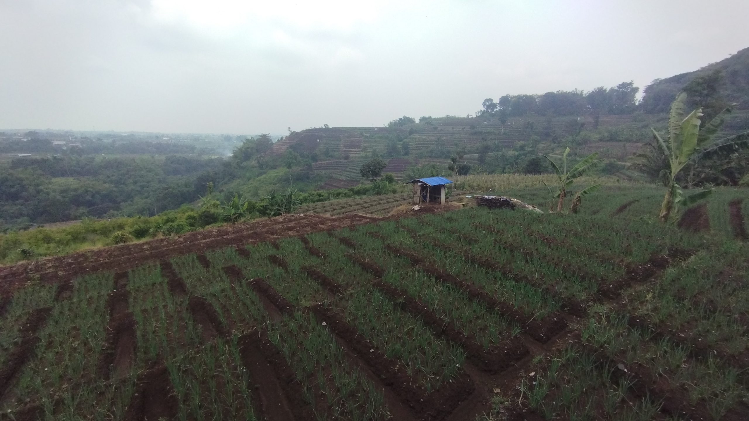 Tekan Inflasi, Pemkot Usulkan Program Prioritas Pengembangan Kawasan Bawang Merah di Desa Torongrejo