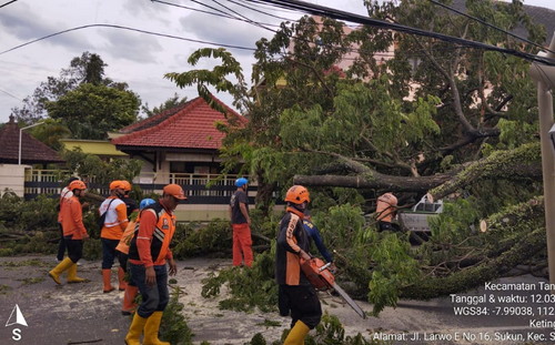 DLH Kota Malang Siagakan Tim Pantau Pohon Rawan Tumbang Akibat Angin Kencang