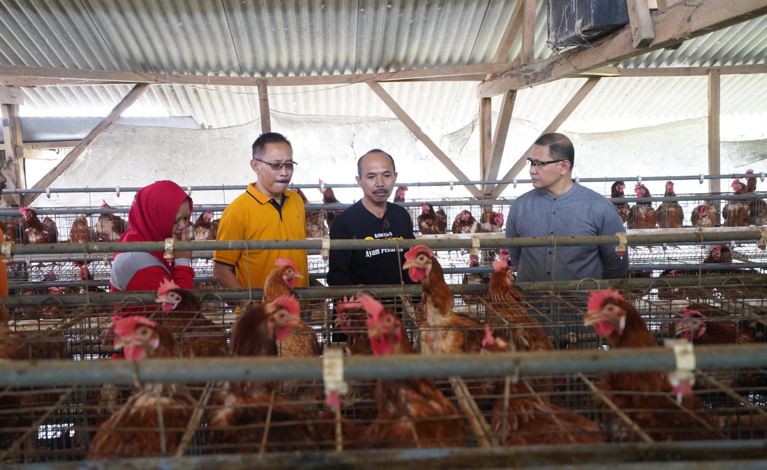 Subsidi Pakan Ternak untuk Kendalikan Harga Telur di Pasaran