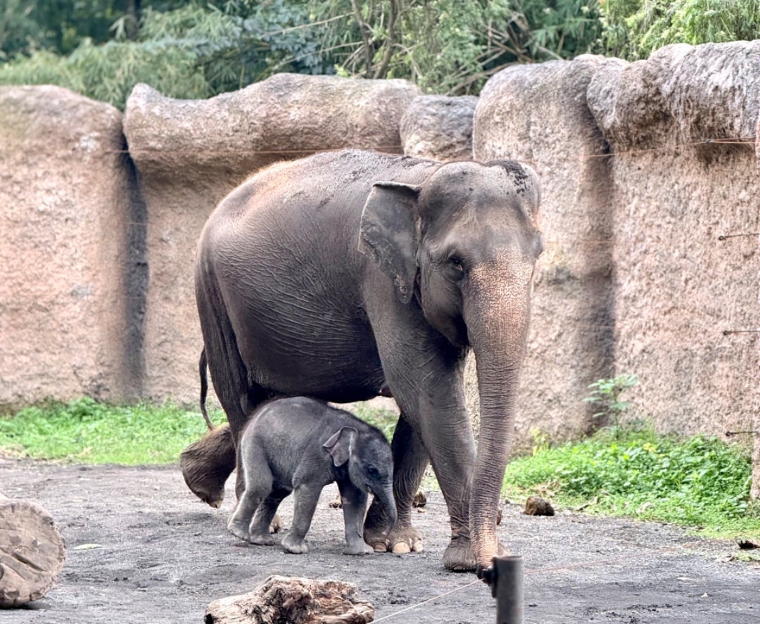 Gajah Betina ‘Diah’, Harapan Baru Selamatkan Satwa dari Kepunahah