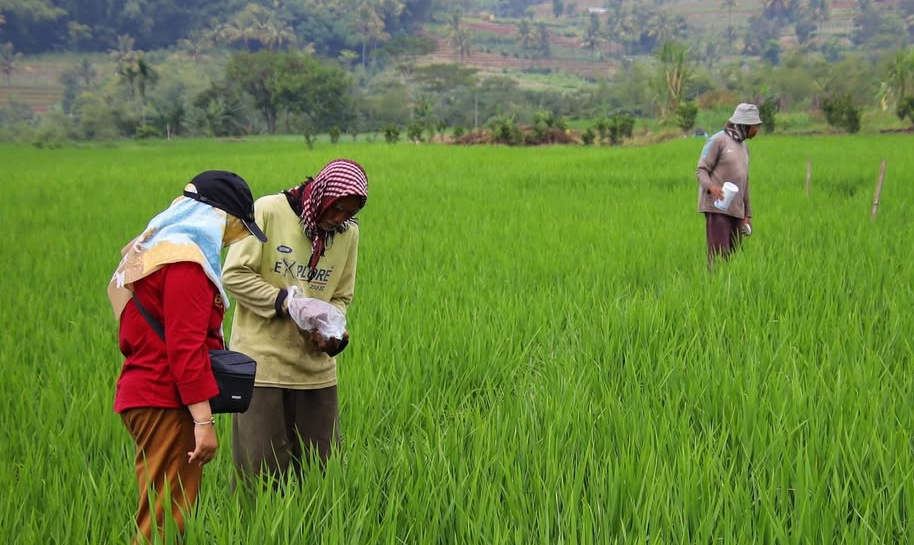 Kandungan Residu Pestisida dan Logam Berat pada PSAT Melebihi Ambang Batas