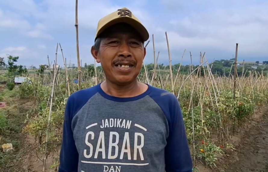 Anomali Cuaca Bikin Harga Tomat Melambung