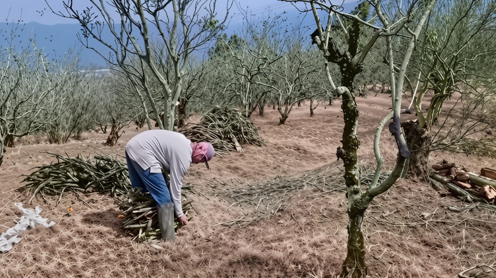 Petani Apel Kota Batu Angkat Tangan, Beralih Tanam Sayur