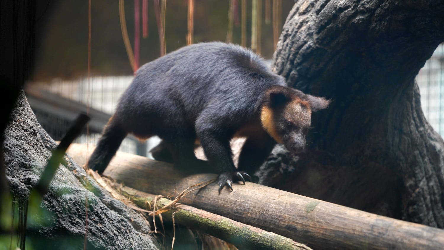 Batu Secret Zoo Satu-satunya Lembaga Konverasi yang Miliki Satwa Kanguru Pohon Nemena